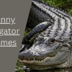 Alligator Names
