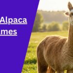 Alpaca Names
