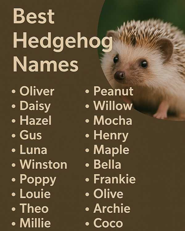 Best Hedgehog Names