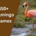 Flamingo Names