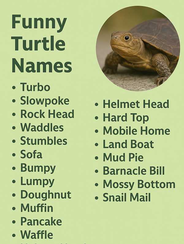 Funny Turtle Names