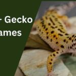 Gecko Names