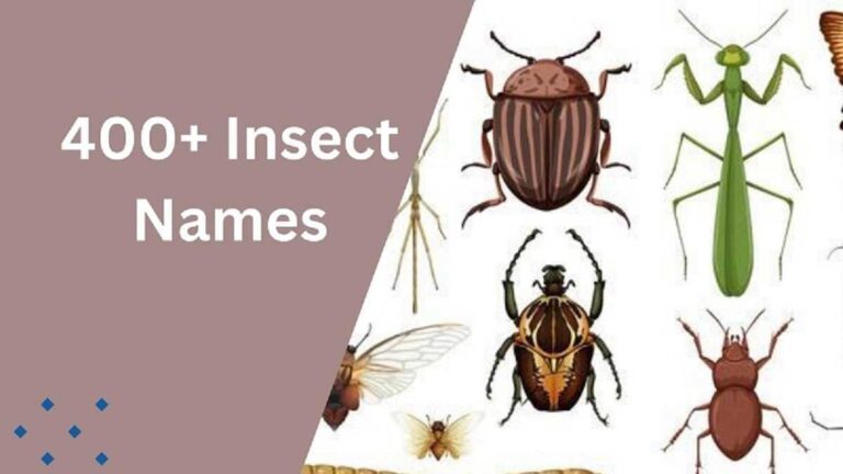 Insect Names