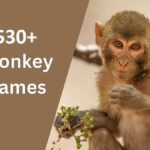 Monkey Names