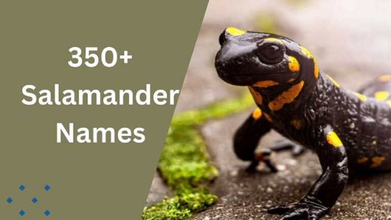Salamander Names
