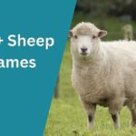 Sheep Names