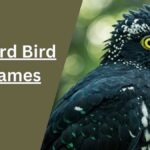 Weird Bird Names