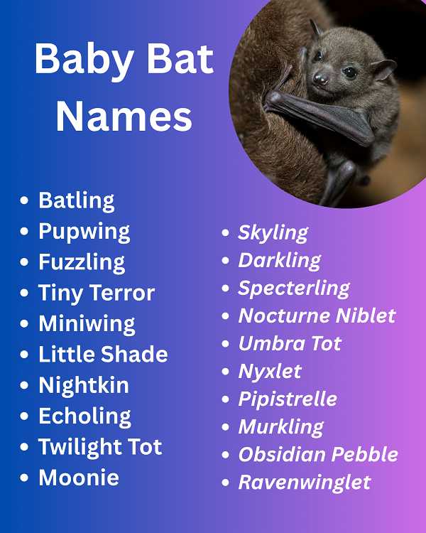 Baby Bat Names