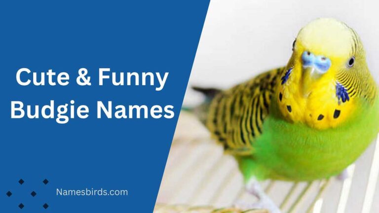 Budgie Names