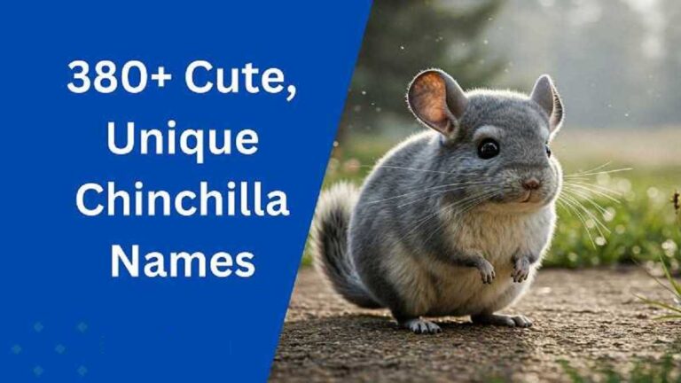 Chinchilla Names