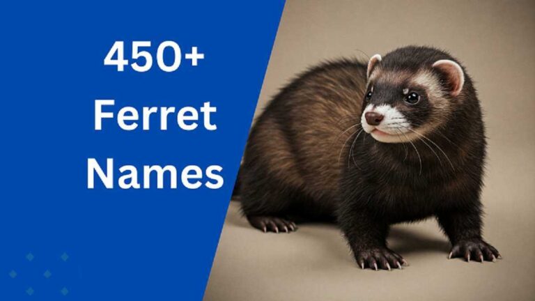 Ferret Names