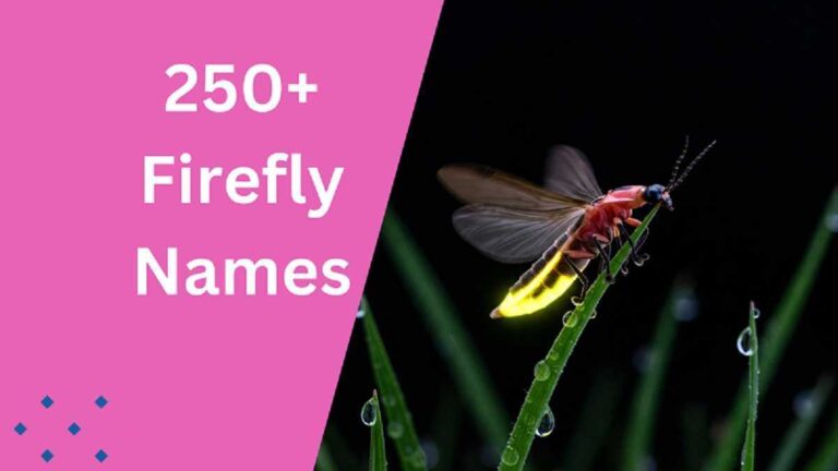 Firefly Names