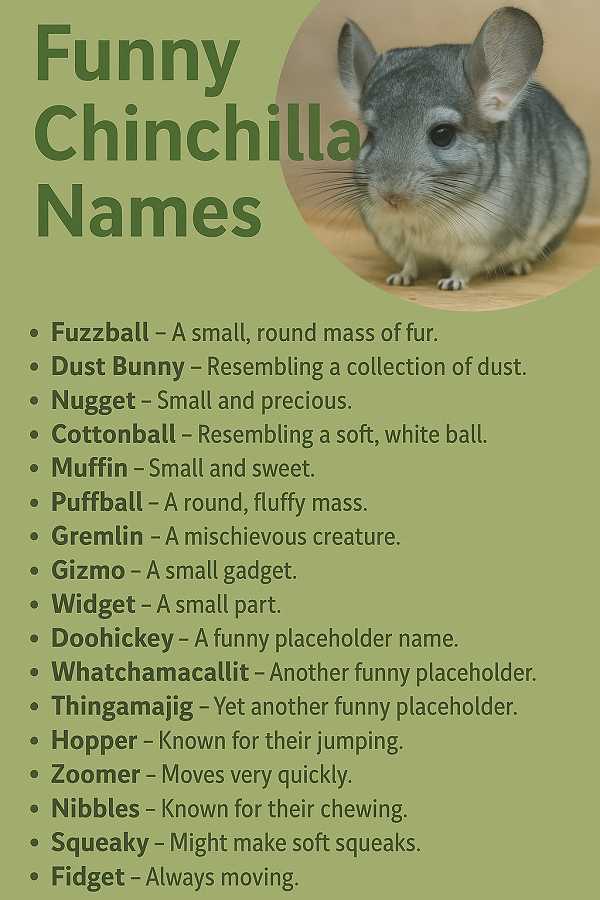 Funny Chinchilla Names