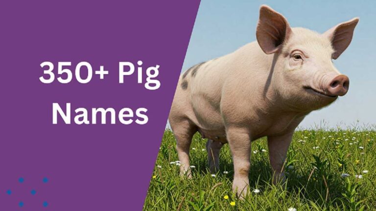 Pig Names