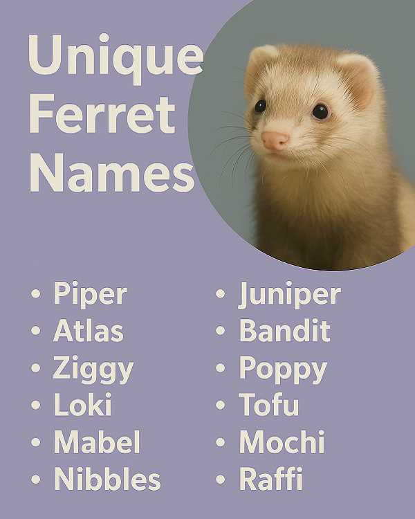 Unique Ferret Names