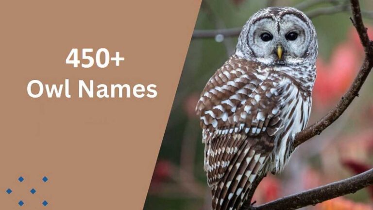 Owl Names