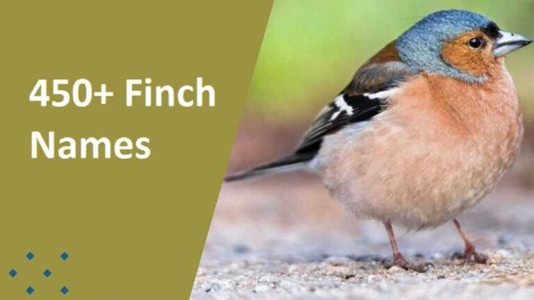 Cool Finch Names