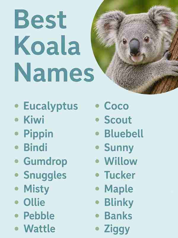 Best Koala Names