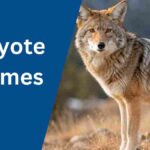 Coyote Names