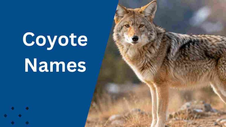 Coyote Names