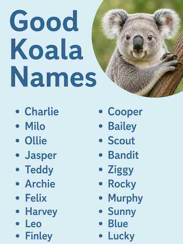 Good Koala Names