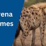 Hyena Names