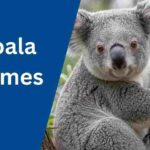 Koala Names