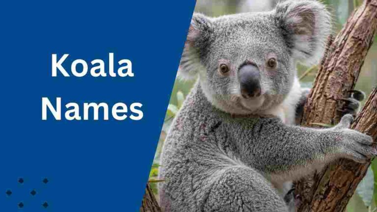Koala Names